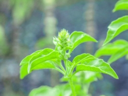 Sering diremehkan, ternyata daun kemangi yang sering dimakan untuk lalapan, memiliki banyak khasiat loh (Sumber:www.motherandbaby.co.id)