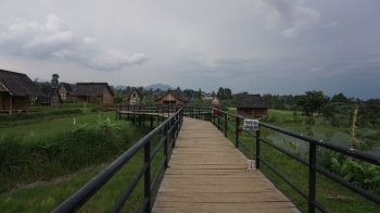 Kampung Budaya Padi Pandan Wangi Di Cianjur Instagramable Kampung Budaya Padi Pandan Wangi Di Cianjur Instagramable