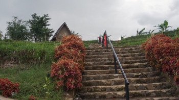Kampung Budaya Padi Pandan Wangi Di Cianjur Instagramable Kampung Budaya Padi Pandan Wangi Di Cianjur Instagramable