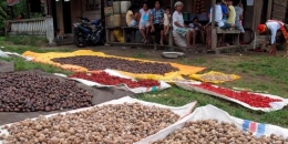 Biji dan bunga pala dijemur warga Desa Gamtala, Kecamatan Jailolo, Maluku Utara. Rempah-rempah seperti pala dan cengkeh merupakan produk utama yang dihasilkan di daerah tersebut.(KOMPAS/AMANDA PUTRI)