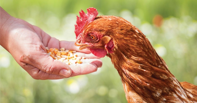 Yuk Intip Peluang Bisnis Ayam Potong Sukses Berikut Ini Berani