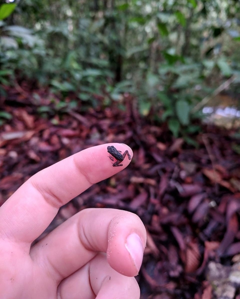 Foto Katak kecil nan imut-imut yang berhasil dijumpai oleh Tori Bakley beberapa waktu lalu di Gunung Palung (TNGP). Foto dok: Tori Bakley