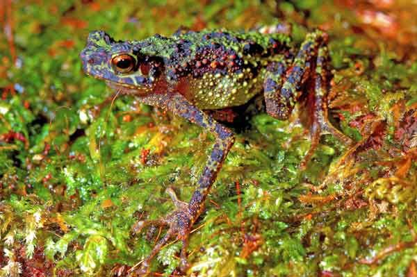 Jenis Katak yang ini adalah Katak Pelangi. Foto dok. Alamendah