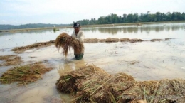 (ilustrasi lahan pertanian terendam banjir: Tribun Pontianak) 
