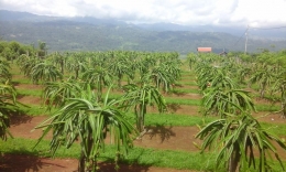 Kebun Buah Naga di KP Aripan (Foto Setiyo)