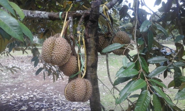 Buah Durian di Kebun Percobaan Aripan yang dikelola Balitbu Tropika. (Foto Setiyo) 
