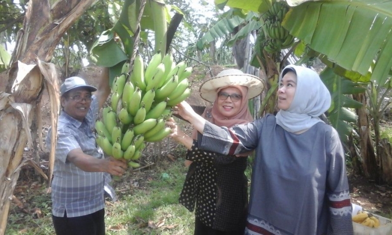 Kepala Balitbu Tropika, Ellina Mansyah (tengah) di kebun induk Pisang Ina-03 (Foto Setiyo)