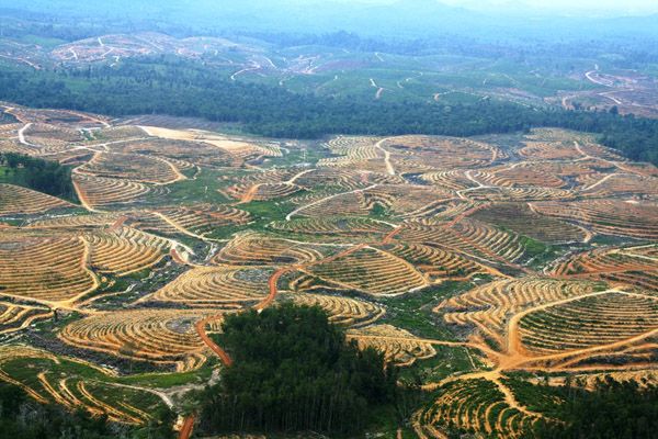 Blok Tanam Sawit oleh Lili Rambey (mongabay.co.id)