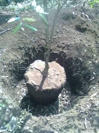 (Foto:bibit buah.com)