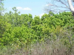 Lokasi konservasi pohon cendana di NTT/ bpplhkupang.or.id 