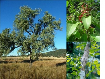 Gagasan Untuk Jenis Jenis Pohon Cendana Bunga Hias Gagasan Untuk Jenis Jenis Pohon Cendana Bunga Hias