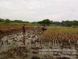 Babinsa Lolawang Koramil 0815/12 Ngoro Sersa Nurchaedi Dampingi Petani Bajak Sawah