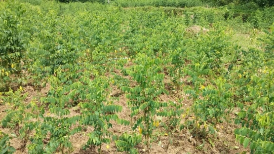 Gambar 3. Kebun katuk Karehkel