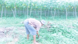 Bapak Ucup, petani setempat sedang memangkas rumput liar di perkebunan singkong, Desa Pasir Gaok, Kecamatan Ranca Bungur, Bogor, Indonesia