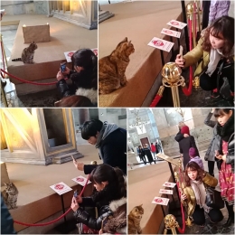 Turis asing memotret kucing di Hagia Sophia, Turki (Dok.ABH)