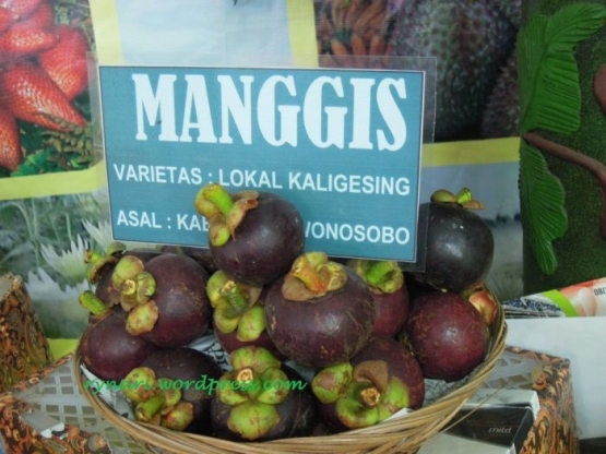 Manggis lokal Kaligrsing, Wonosobo (dok pri)