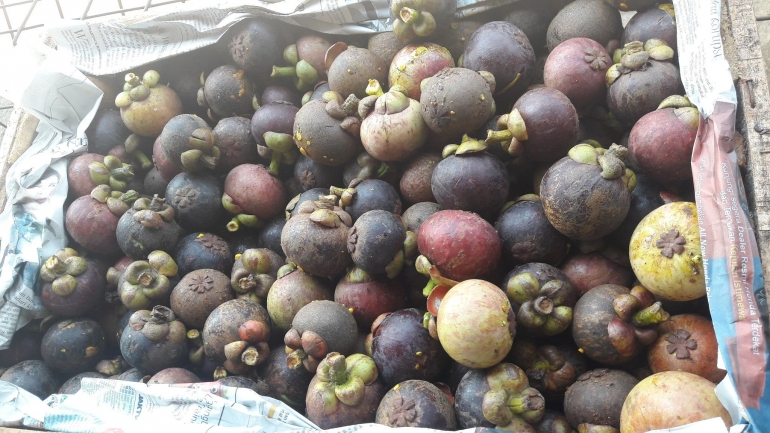 Produksi manggis hasil panen di Desa Pangradin, Jasinga