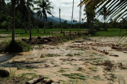 Banjir rusak sawah di Lebong (Kompas.com/Firmansyah)