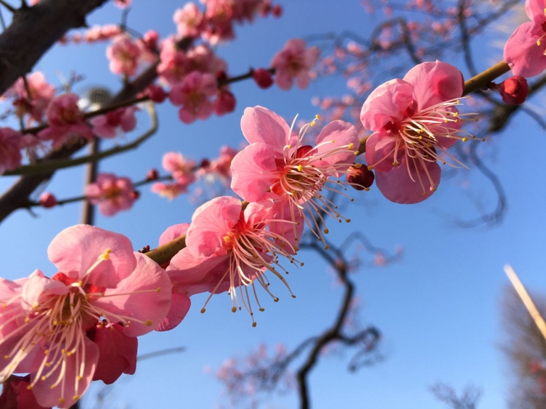 Bunga Plum (Ume) yang berwarna pink (sumber: dokumentasi pribadi)