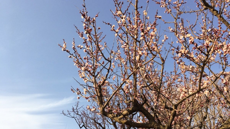 Pohon Plum (sumber: dokumentasi pribadi)
