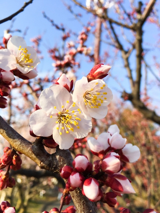 Bunga plum putih (sumber: dokumentasi pribadi)