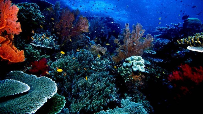 deskripsi : keindahan taman bawah laut Bunaken I Sumber Foto : Twisata