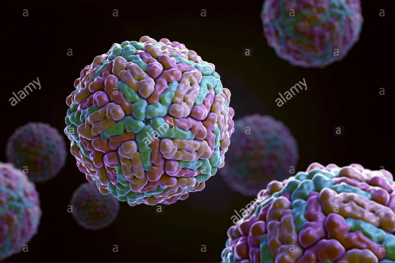 Struktur Virus Dengue (gambar: alamy.com)