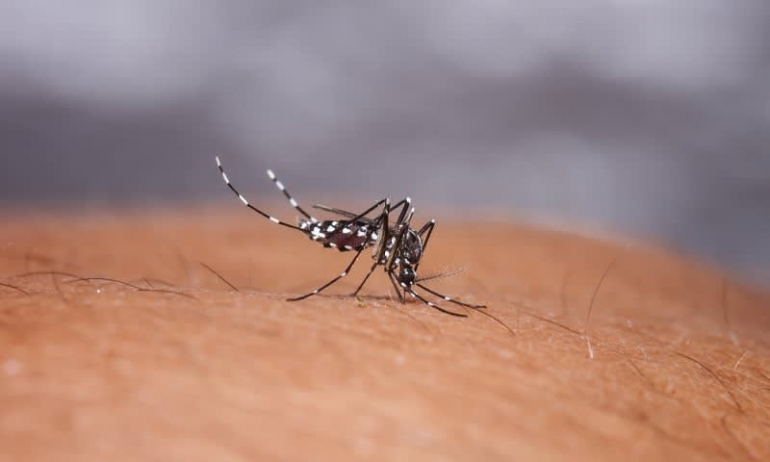 Nyamuk Aedes spp (foto: cermati.com)