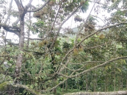 Pohon durian lokal di kebun penduduk di pinggir jalan Nongkojajar. Dokpri