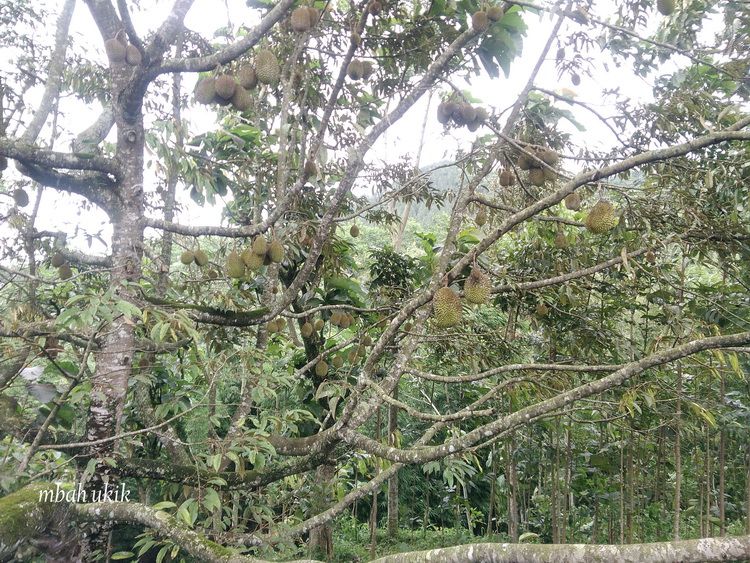 Pohon durian lokal di kebun penduduk di pinggir jalan Nongkojajar. Dokpri