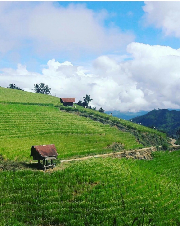 Petak Petak Sawah dan Kebun Nusantara Halaman all Petak Petak Sawah dan Kebun Nusantara Halaman all
