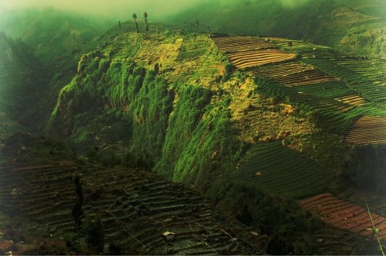 Dieng yang rusak karena adopsi kebun kentang (Dokumentasi Pribadi)