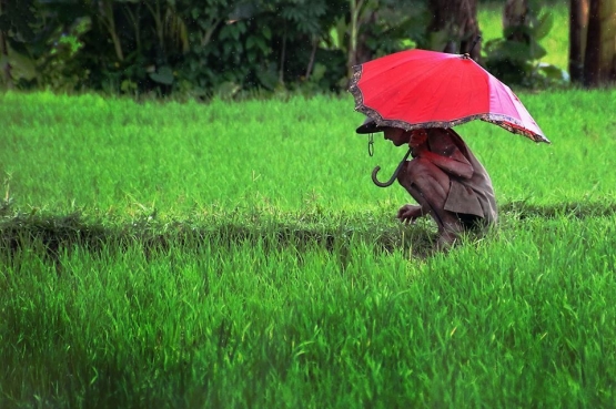 Seorang petani sedang menyiangi Sawah dari sisi pematang di Bantul Yogyakarta (Dokumentasi Pribadi)