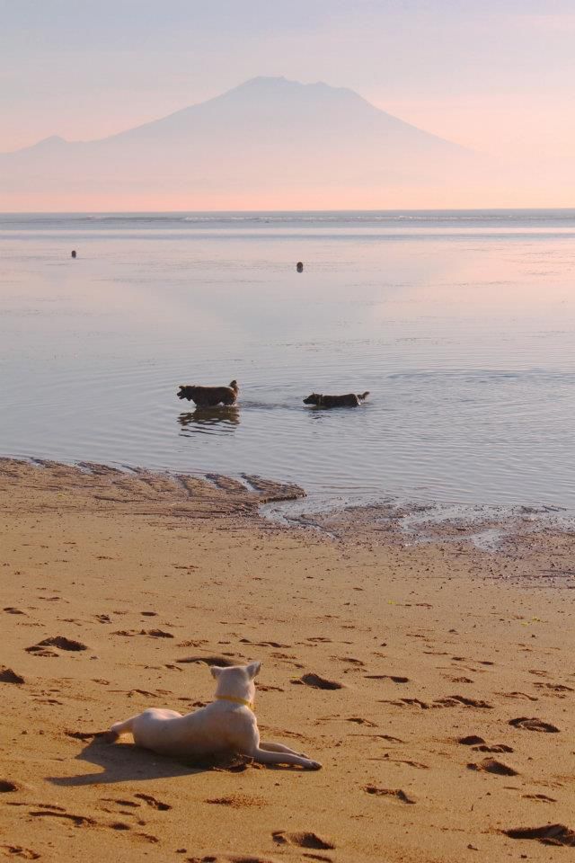 Anjing di Sanur (Dokumentasi Pribadi)