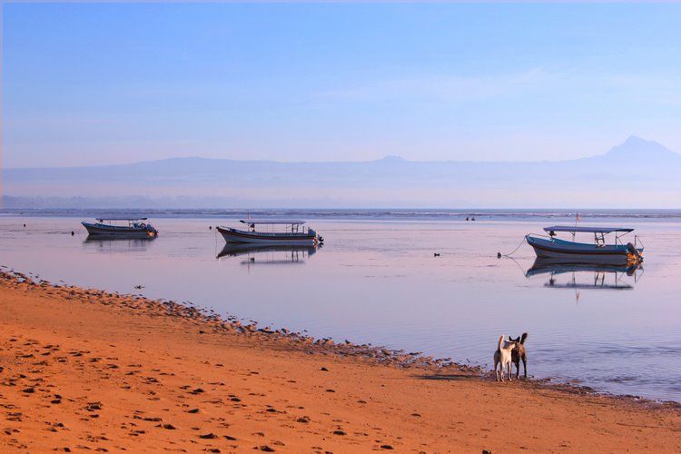 Anjing di Pantai Sanur Bali (Dokumentasi Pribadi)