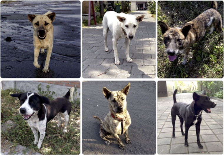 Anjing Bali (Marco Adda)