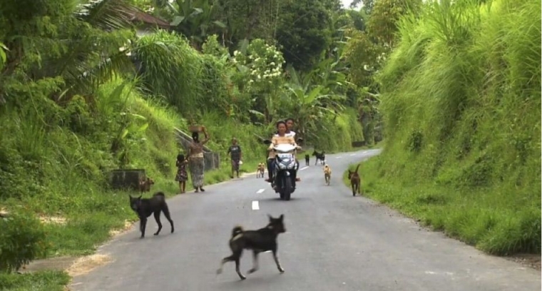 Anjing Bali (Lawrence Blair)