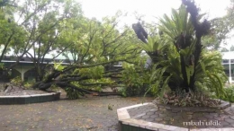 Sebuah pohon filisium yang tumbang di halaman salah satu unit sekolah kami pada minggu lalu. Dokpri