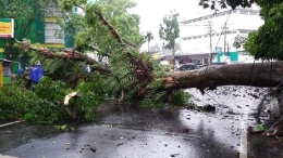 Pohon kenari depan SMPN3 atau 75m dri SDK St. Yusup Malang tumbang 10 hari yang lalu. Sumber: KKG 