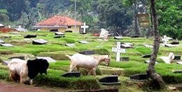 Kambing-kambing Kampung Kandang merana mencari bunga (Dokumentasi Pribadi)