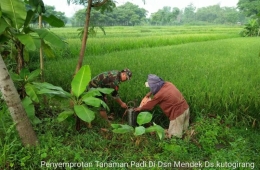 Babinsa Koramil 0815/12 Ngoro Kopka Anang Rusdi Saat Mendampingi Petani Penyemprotan Tanaman Padi (Dokpri)