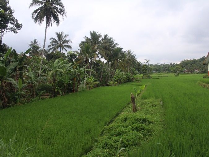 Lahan Pertanian Lengkong, Kabupaten Sukabumi, Jawa Barat