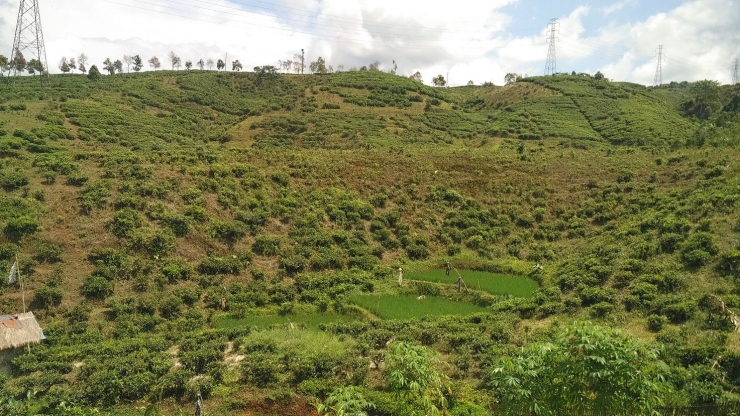 Perkebunan Teh Jayanegara, Desa/Kecamatan Kabandungan