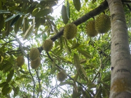 Pohon Durian Cimanggu - dokpri