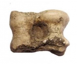 Knucklebone masa Romawi Kuno (worthpoint.com)