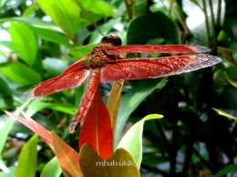 Capung merah di pucuk daun Pucuk Merah. Dokpri