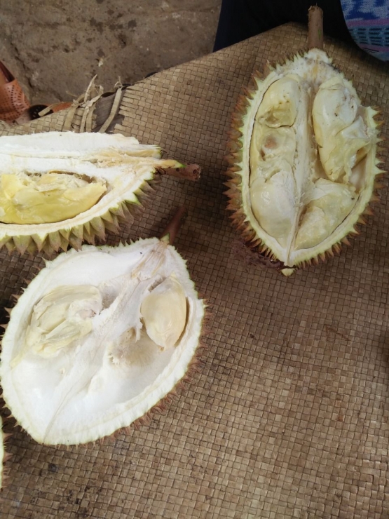 Durian kutacane (dok.pri)