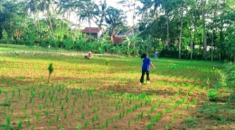 Petani Di Kab. Cilacap, Jawa Tengah sedang membersikan rumput yang menganggu tanaman Padi (Gambar: dokpri)