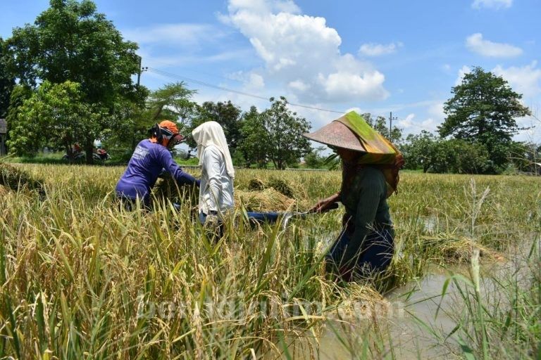 Banjir di Gresik (beritajatim.com)