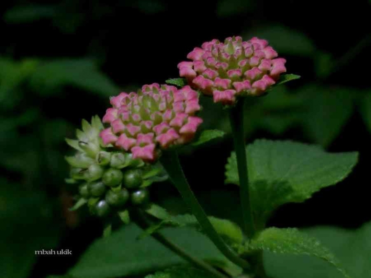 Bunga Telekan dan  Manfaatnya Kompasiana com Bunga Telekan dan  Manfaatnya Kompasiana com